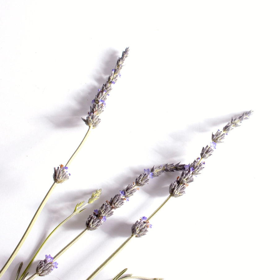 Relax & calm patches - aromaterapi plaster til ro & afslapning