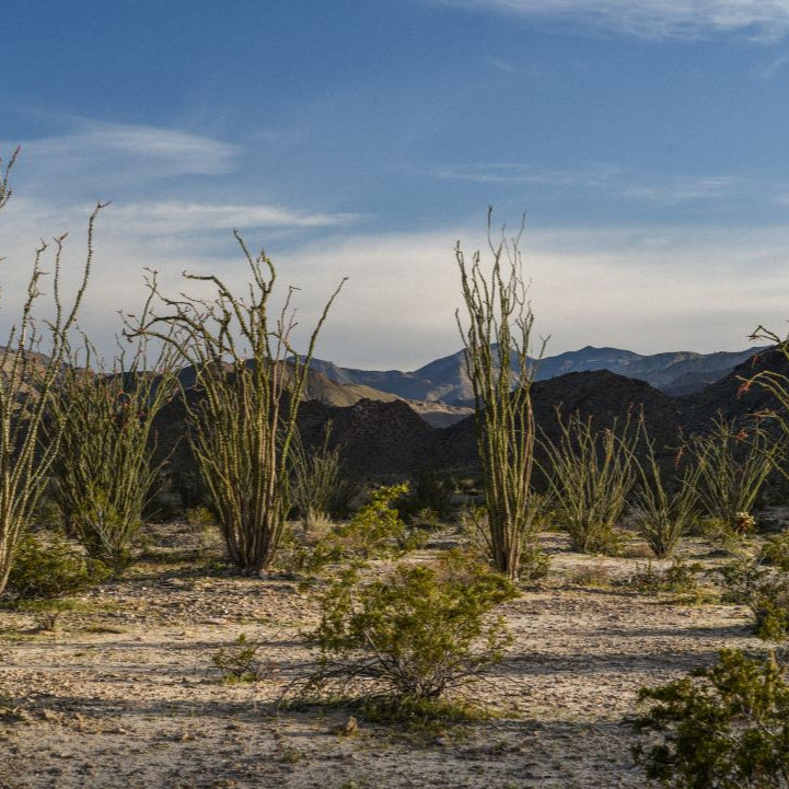 Juniper Ridge body wash – Desert Cedar | Naturlig, varm & alsidig