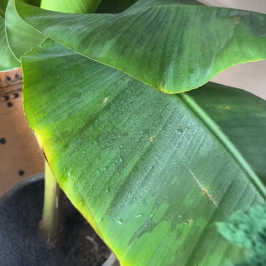 Botanopia Leaf Love Gloves – Skånsomme mikrofiberhandsker til renere & sundere planter