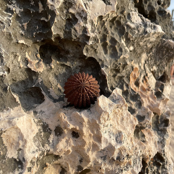 Massagebold i cedertræ | Acupressure Ball – Afspænding, grounding & dyb muskelmassage