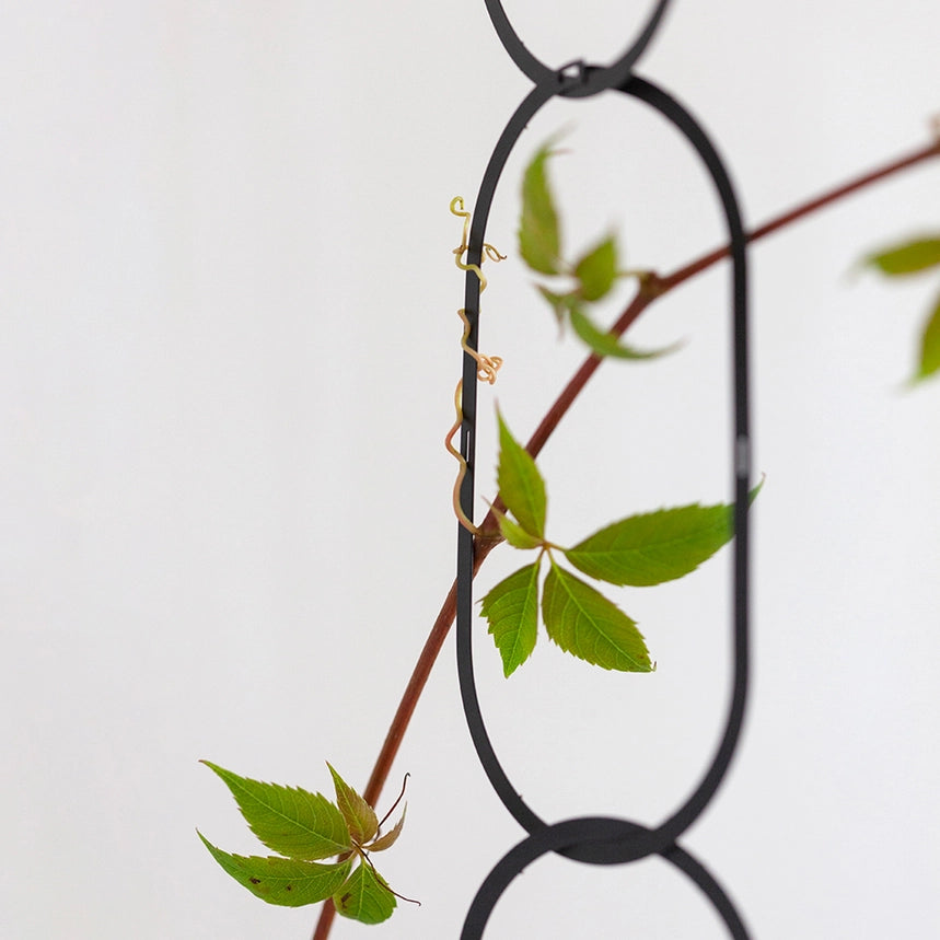 Plantestøtte til klatreplanter - Golden Brass & Black