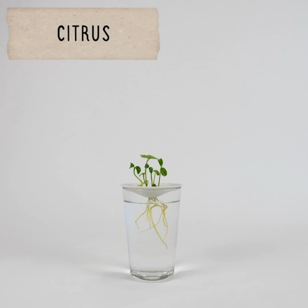 Botanopia Porcelæn spireskål – Elegant og enkel planteformering