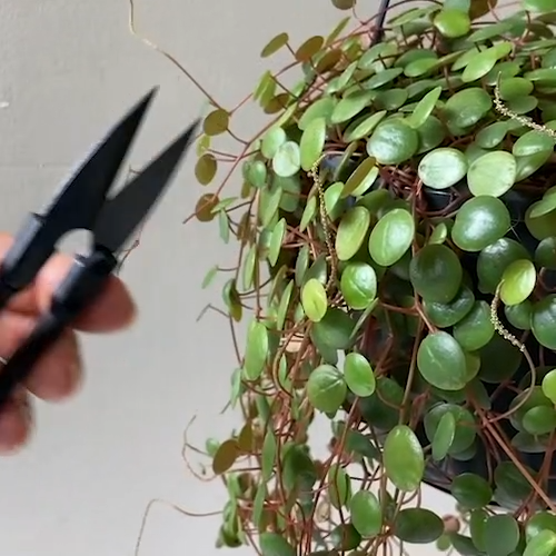 Botanopia The Good Snips – Præcisionssaks i japansk stil til planter & bonsai