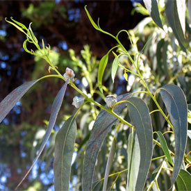Eukalyptus Æterisk olie, økologisk - Respire & Varmende - 10 ml