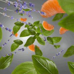 Kitchen - Free from Unpleasant Odours - Flakon m. Duftpinde - Maison Berger