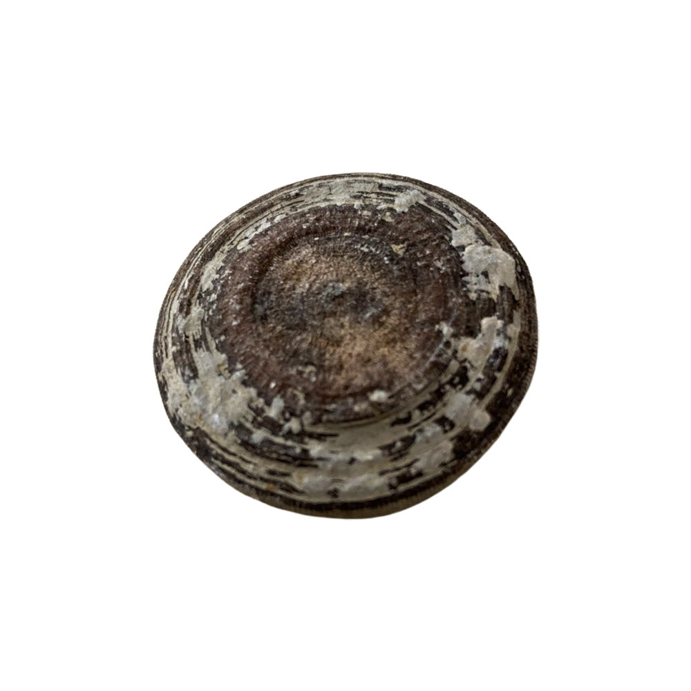 Fossil Cyclolites Coral - 3-4cm