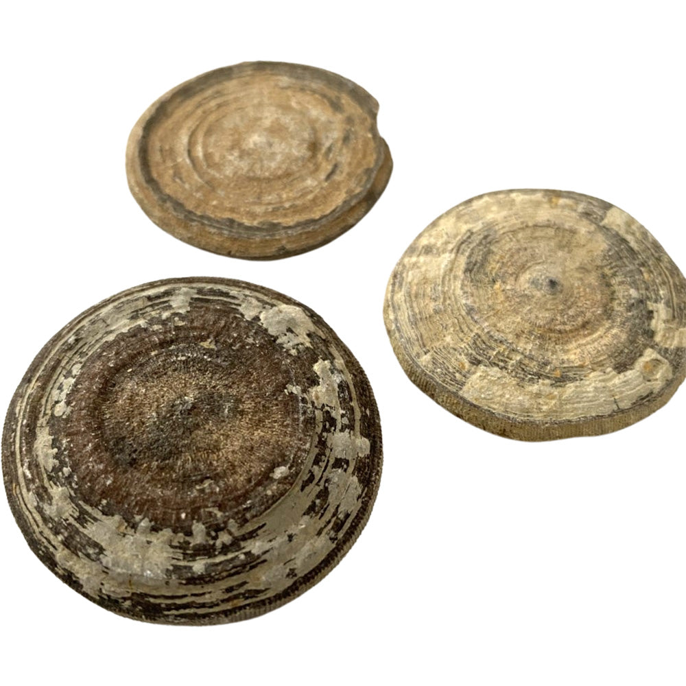 Fossil Cyclolites Coral - 3-4cm