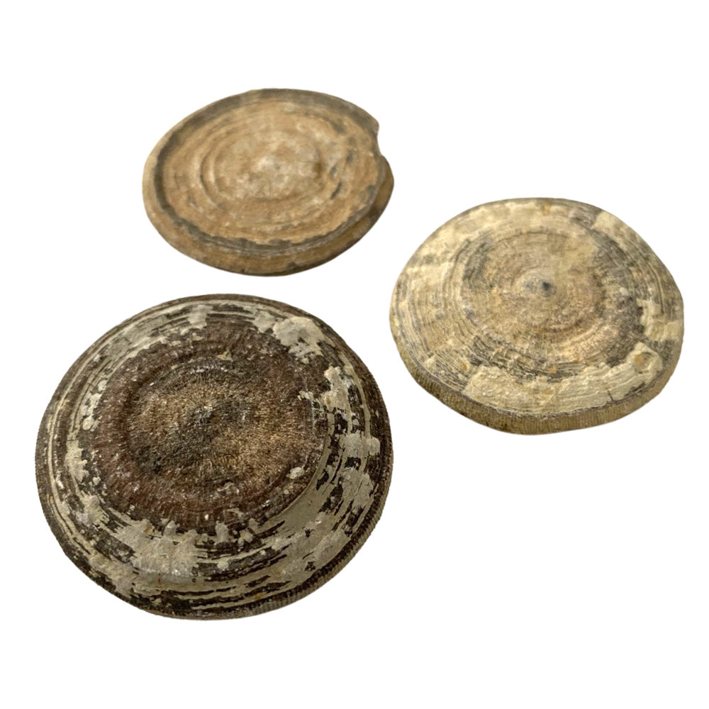Fossil Cyclolites Coral - 3-4cm