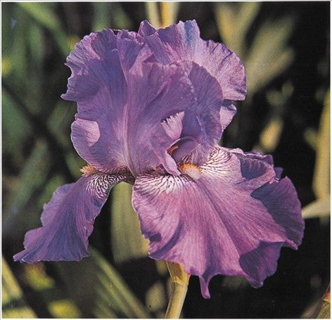 Iris Duftpose m. Potpourri til skabe & skuffer - Le Blanc