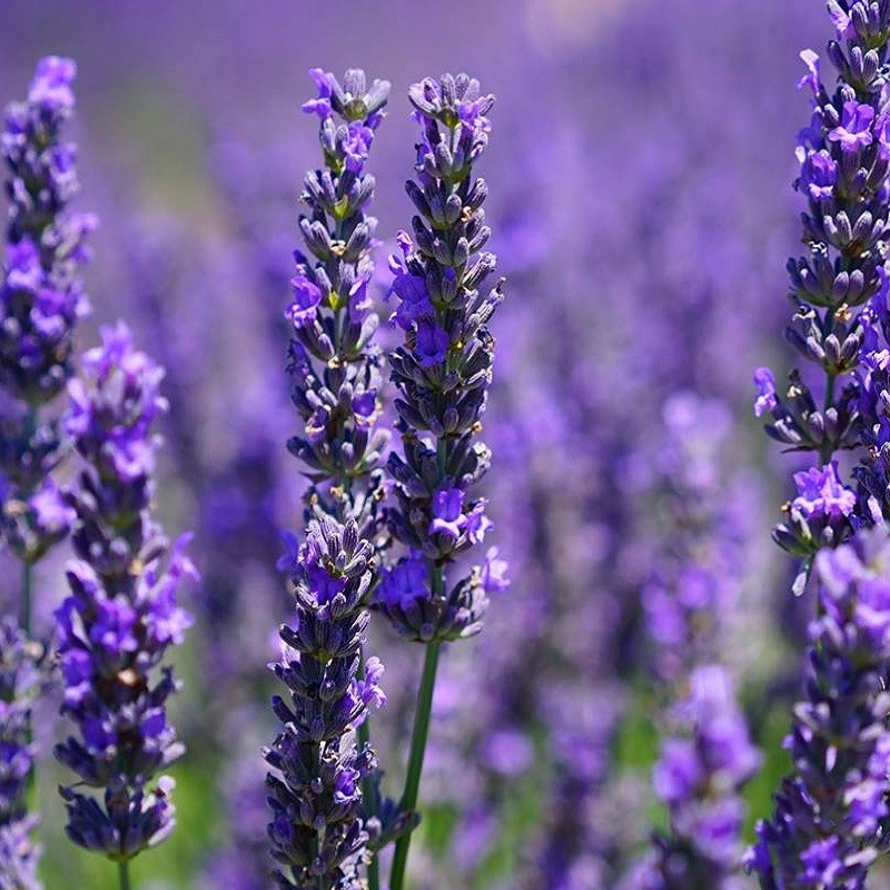 Find ro og balance med Aromafume Lavendelolie. Økologisk æterisk olie, der beroliger sindet, fremmer søvn og skaber naturlig harmoni.