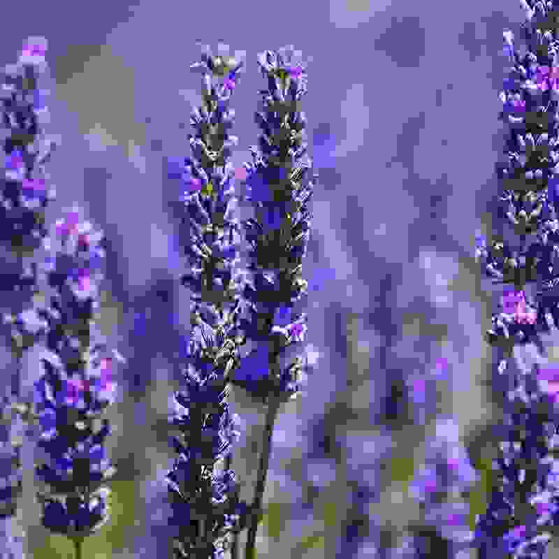 Find ro og balance med Aromafume Lavendelolie. Økologisk æterisk olie, der beroliger sindet, fremmer søvn og skaber naturlig harmoni.