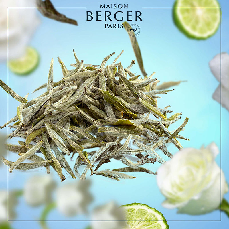 Pure White Tea fra Maison Berger – en subtil og sofistikeret duft, hvor hvid te og bløde blomster skaber en beroligende, ren atmosfære.