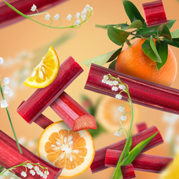 Rhubarb Radiance Duftpinde Refill - Frugt duft - Maison Berger