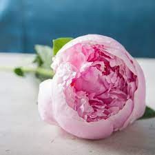 Nesti Dante Håndsæbe m. Roser & Pæon - 250g