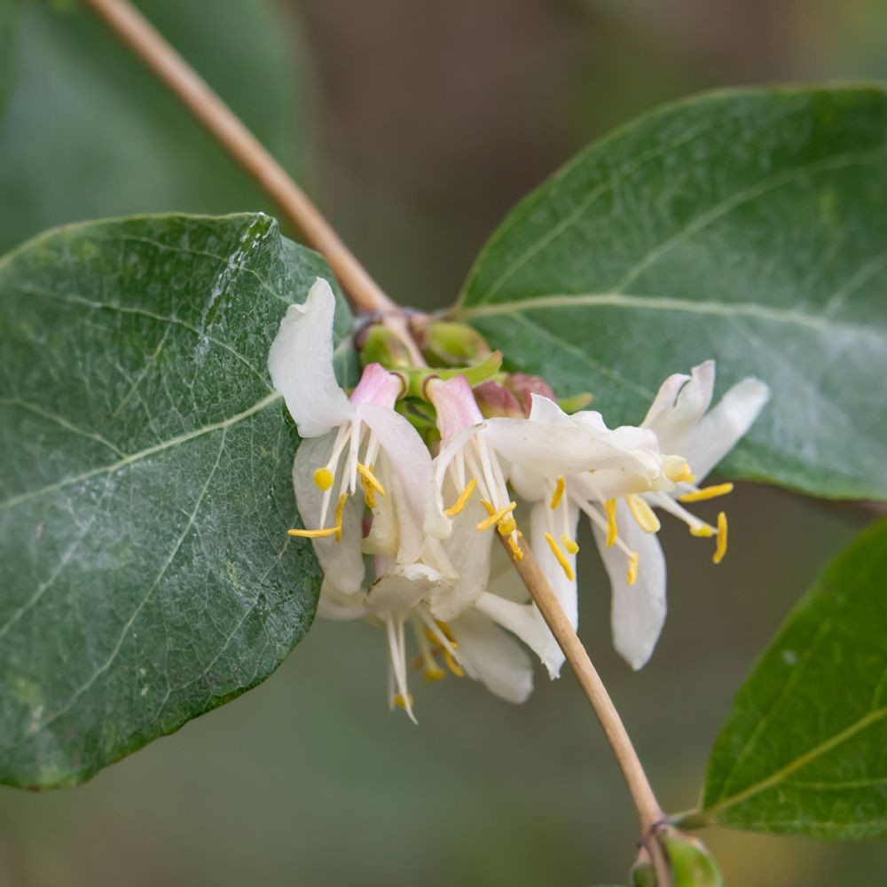 Savon de Marseille Kaprifolie sæben bringer et romantisk pust af Provence ind i din hverdag – en elegant, blid og velduftende plejeoplevelse.