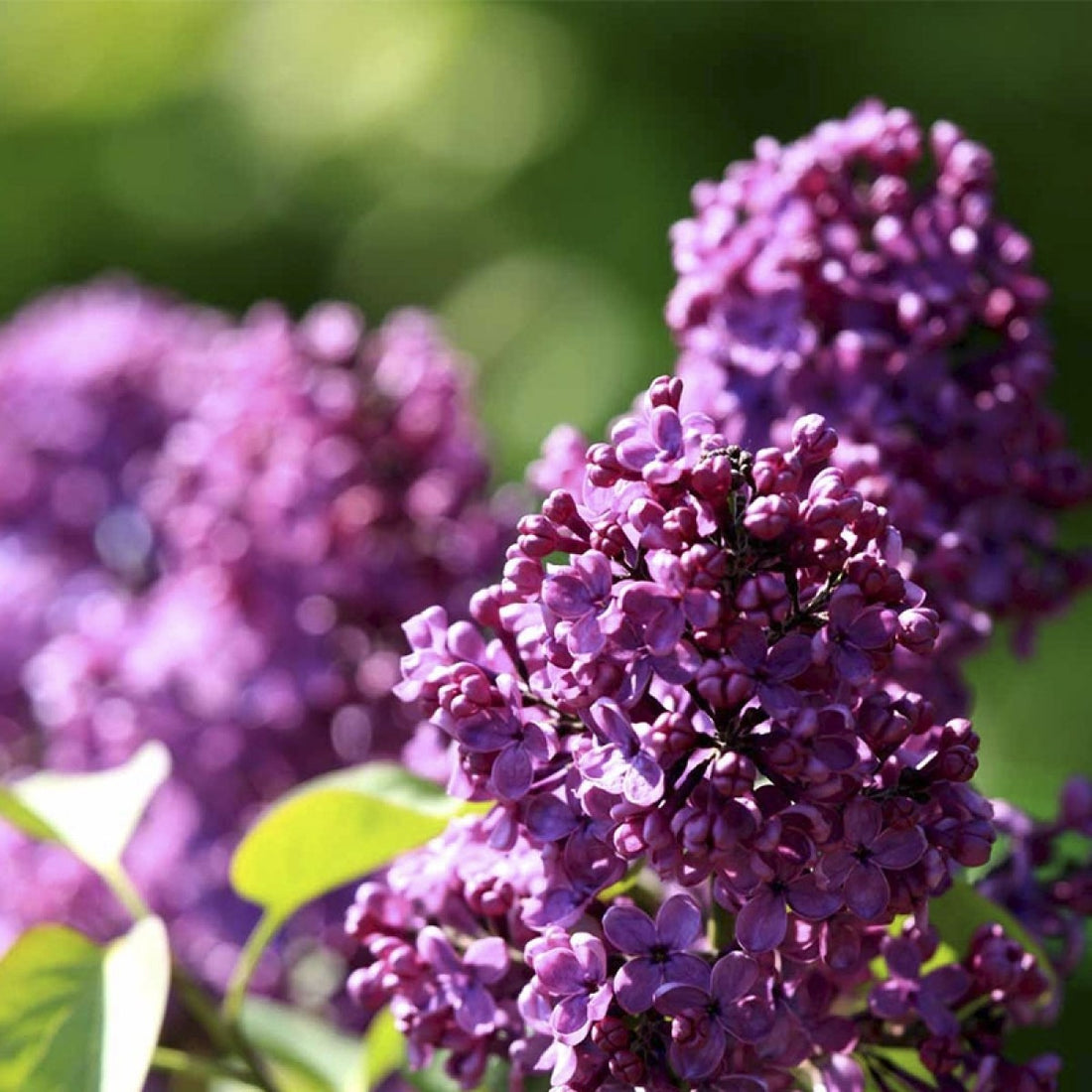Syrener Duftpose m. Potpourri til skabe & skuffer - Le Blanc