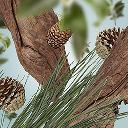 Lampe Berger refill - Festiv Fir | Duft til Maison Berger duftlampe