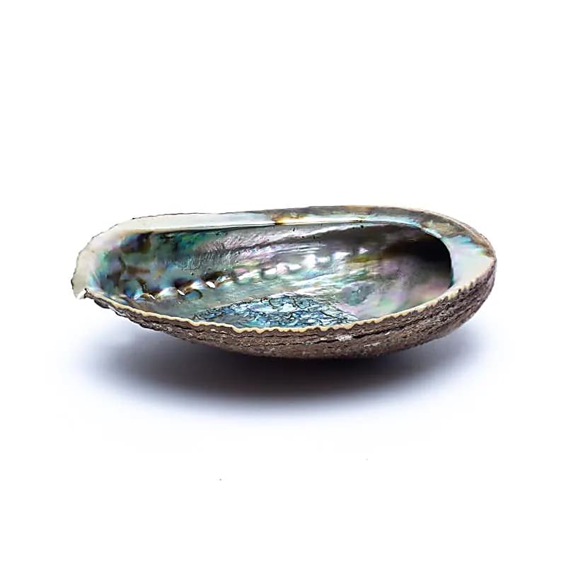 Abalone muslingeskal til smudging og ritualer