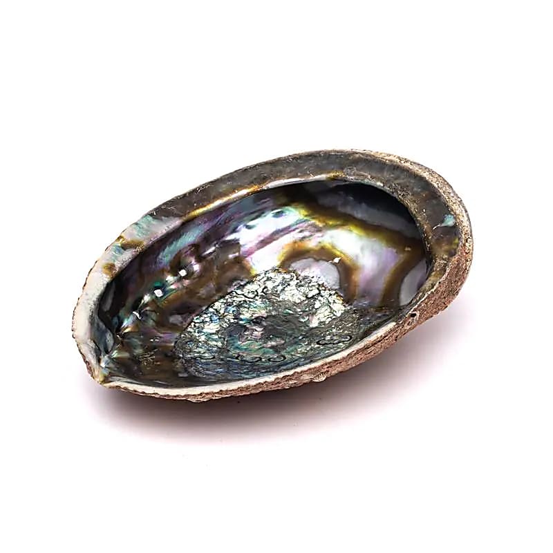 Abalone muslingeskal med iriserende overflade