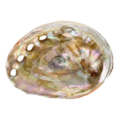 Abalone skal til smudging og ritualer