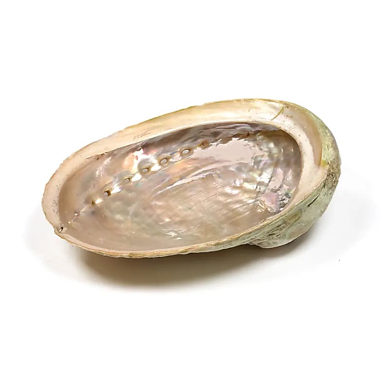 Dekorativ Abalone muslingeskal med perlemor. Perfekt til smudging, dekoration & opbevaring. Unik, naturlig & i flere størrelser.