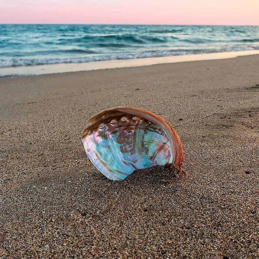 Dekorativ Abalone muslingeskal med perlemor. Perfekt til smudging, dekoration &amp; opbevaring. Unik, naturlig &amp; i flere størrelser. 