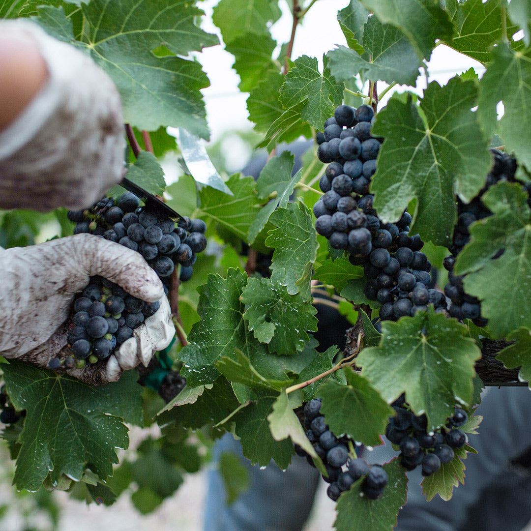 Gridelli Balsamico IGP – Økologisk Balsamico fra Modena lagret 5 år