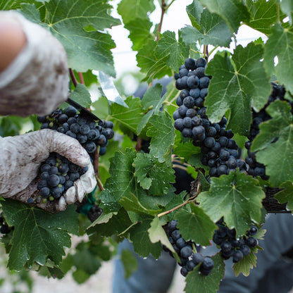 Gridelli Balsamico IGP – Økologisk Balsamico fra Modena lagret 5 år