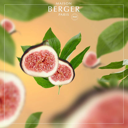 Under the Fig Tree fra Maison Berger – en indbydende og afslappende frugtduft, hvor cremede figner og grøn friskhed skaber ægte feriestemning året rundt.