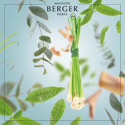 Citronella mod myg - Lampe Berger Refill - Frisk duft - Maison Berger