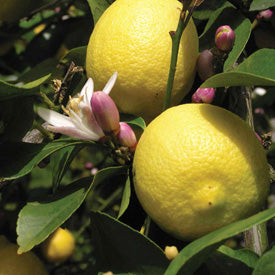 Citron Æterisk olie, økologisk - Refreshing &amp; Energigivende - 10 ml