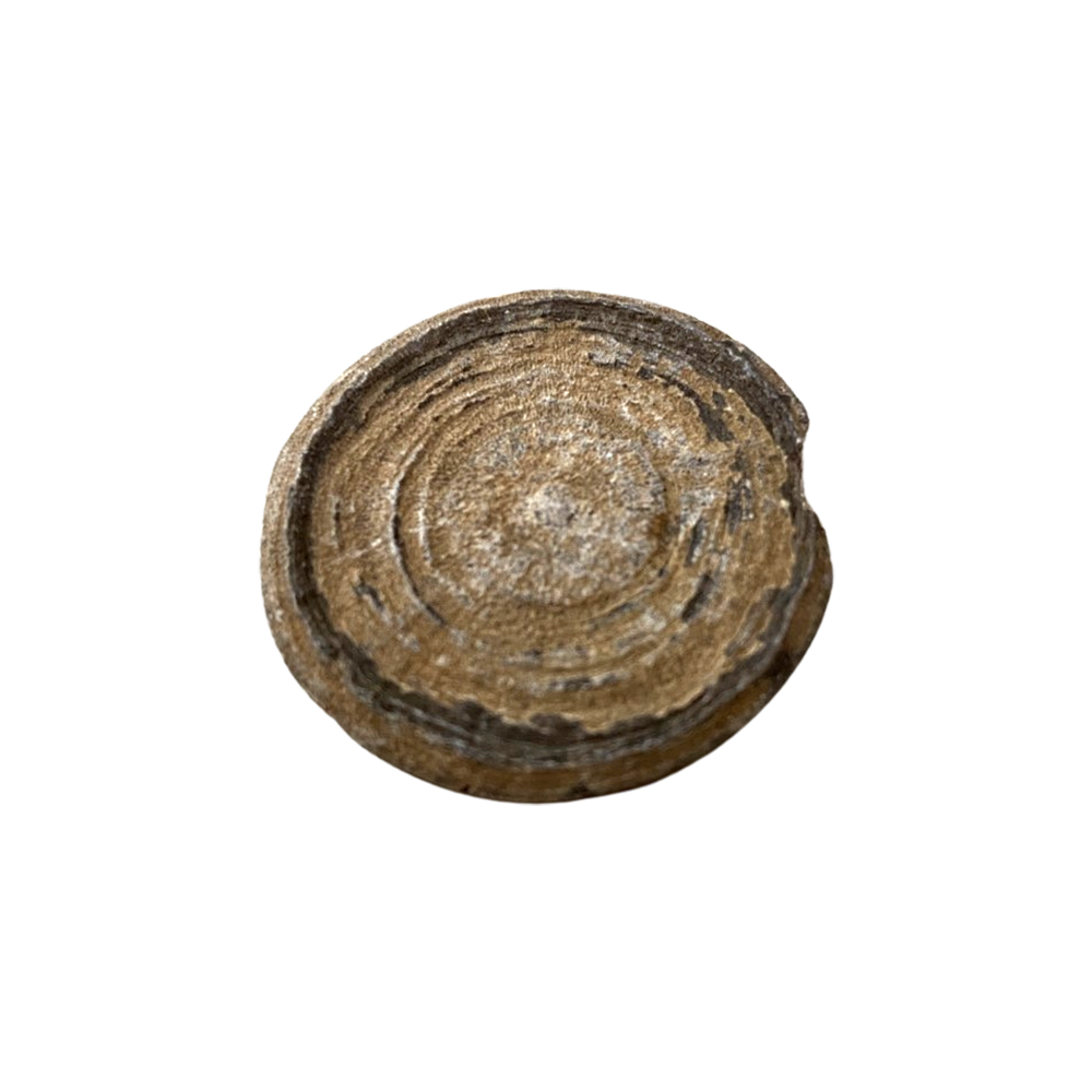 Fossil Cyclolites Coral - 3-4cm