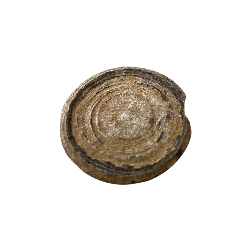 Fossil Cyclolites Coral - 3-4cm
