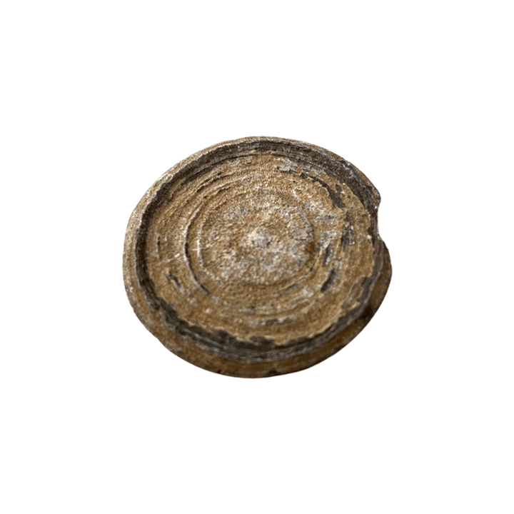 Fossil Cyclolites Coral - 3-4cm