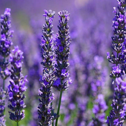 Find ro og balance med Aromafume Lavendelolie. Økologisk æterisk olie, der beroliger sindet, fremmer søvn og skaber naturlig harmoni.