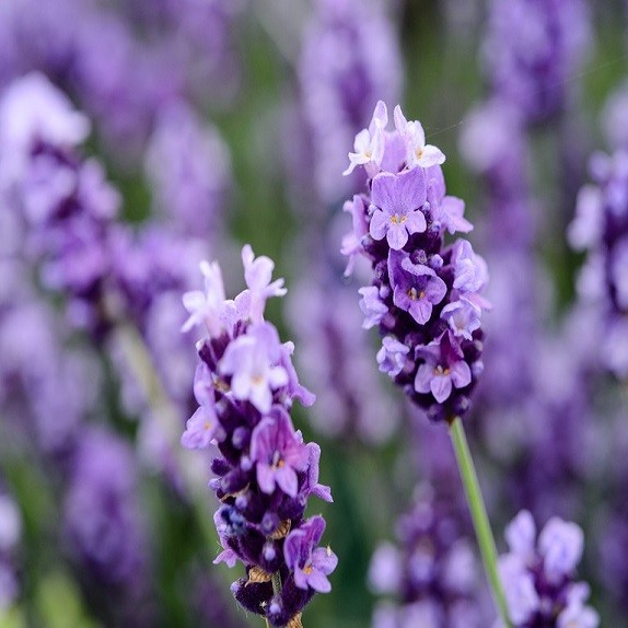 Lavendel Blomster til Potpourri - 100g - Le Chatelard 1802