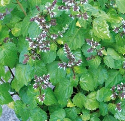 Giv din hud en daglig luksus oplevelse med denne franske natursæbe med patchouli fra Savon de Marseille – et strejf af elegance, tradition og velvære fra Provence.