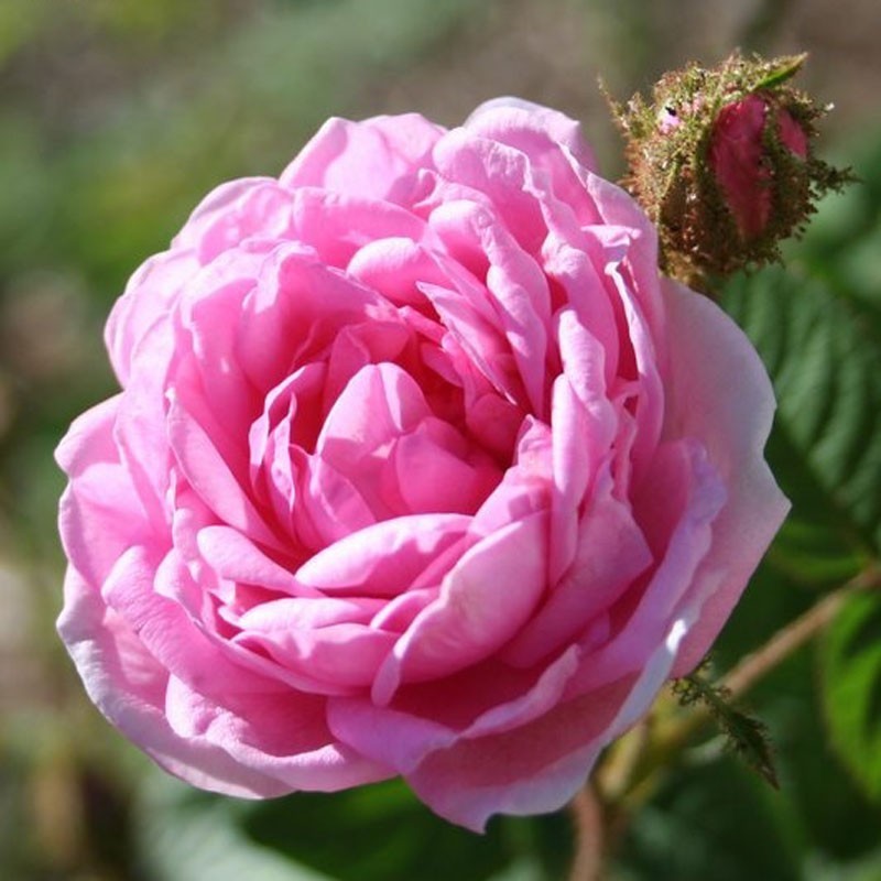 Tilfør din daglige rutine et strejf af Provence med denne naturlige Savon de Marseille sæbe med rosenblade – skønhed, pleje og elegance i perfekt harmoni.