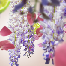Bouquet Liberty - Duftpinde Refill - Blomster duft - Maison Berger